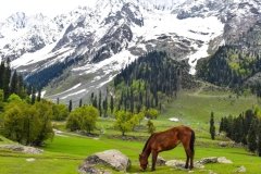 kashmir